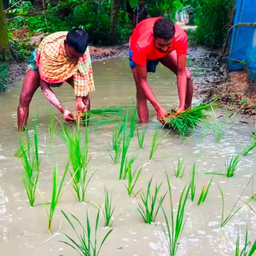 জলাবদ্ধ সড়কে ধানের চারা রোপণ করে এলাকাবাসীর প্রতিবাদ
